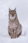 Portrait of a European lynx-sitting in the snow Polar Park-Bardu-Troms-Norway Art Print